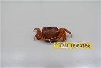 藏品(奧氏後相手蟹)的圖片